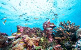 Dive into the enchanting depths of the Indian Ocean – the ultimate blue safari