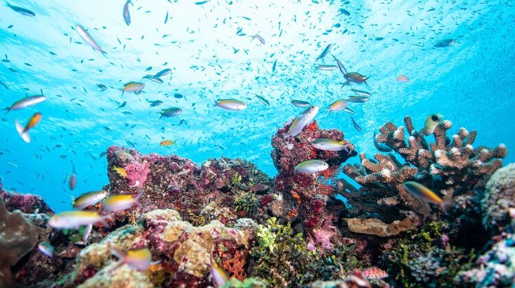 Dive into the enchanting depths of the Indian Ocean – the ultimate blue safari