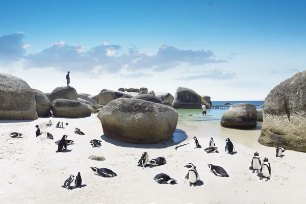 Penguins at Boulders Beach, Western Cape