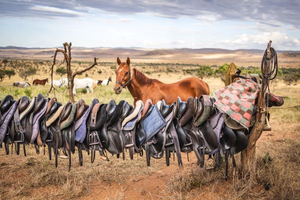 riding tack - sarah farnsworth