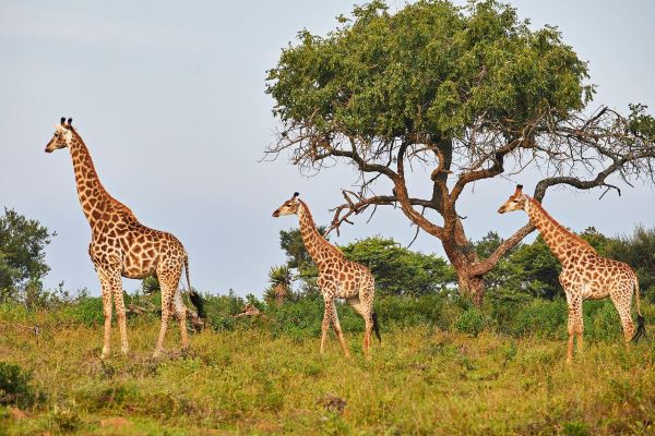 giraffe - fugitive's drift