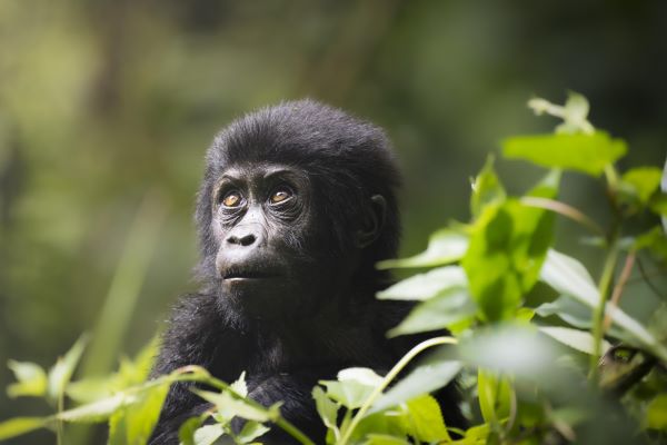 A young gorilla Rwanda Uganda trekking