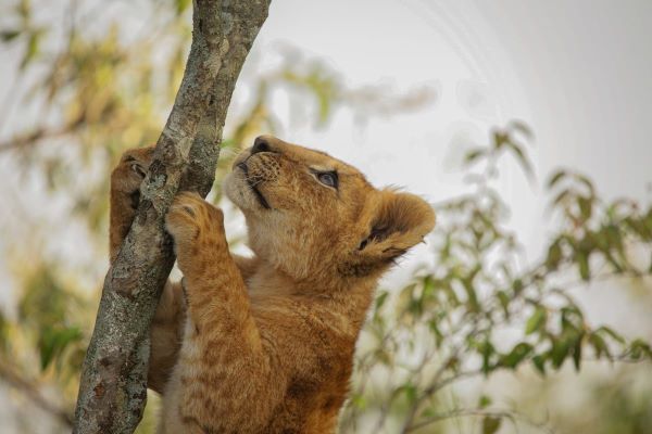 Great Plains Conservation Mara Plains Camp Helene Ramackers 11 600x400