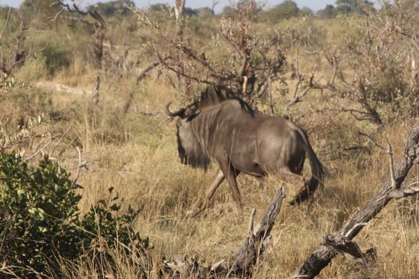 Wildebeest walking away