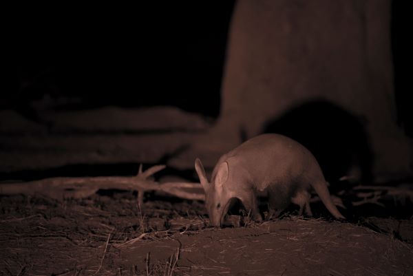 Aardvark at Old Mondoro