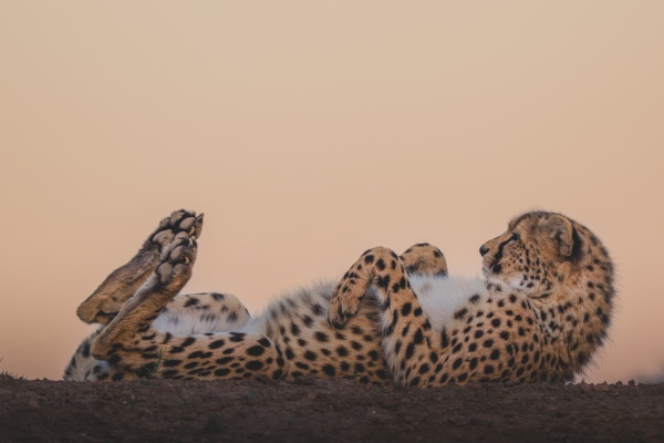 cheetah rolling on it's back in the sunset