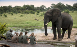 Why a safari is the smartest holiday choice for your family