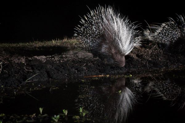 King Lewanika porcupine
