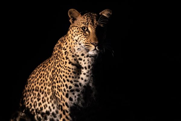Leopard darkness Kaingo Zambia 600x400