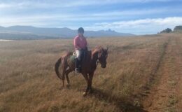 Labradors, pastries and spreadsheets: intern life at Aardvark Safaris