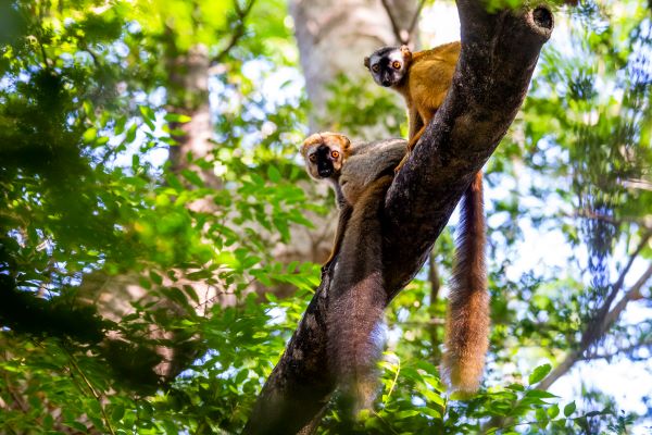  Common Brown Lemur