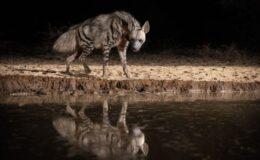 Safari by night: discovering the wild after dark