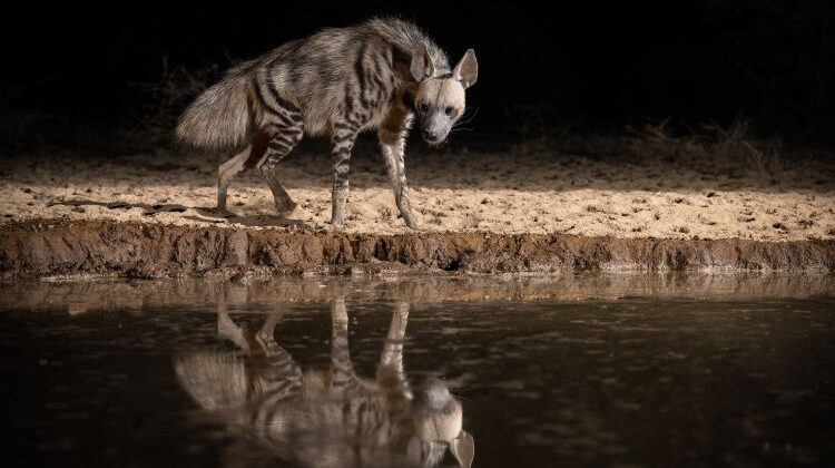 Safari by night: discovering the wild after dark