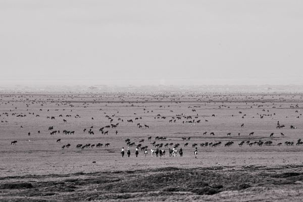 wildebeest fills the plains of the Serengeti