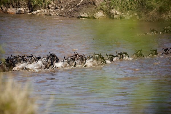Wildebeest crossing the river