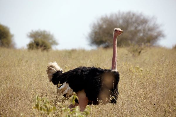A photo of an ostrich
