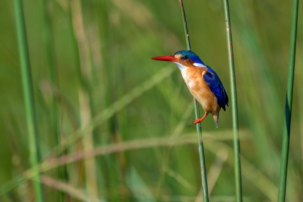 Malachite Kingfisher