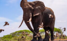 Elephant Safari with Saba Douglas-Hamilton FAQ’s