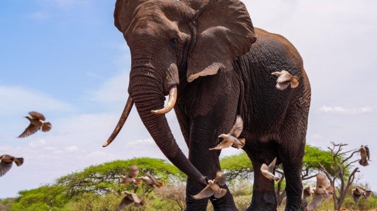 Elephant Safari with Saba Douglas-Hamilton FAQ’s