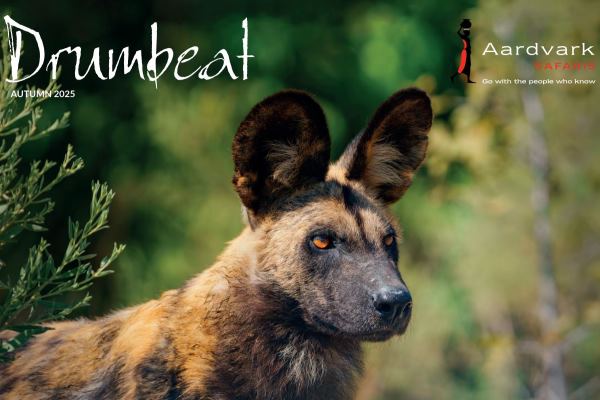 Drumbeat Autumn Newsletter cover