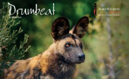 Drumbeat Newsletter Autumn 2025