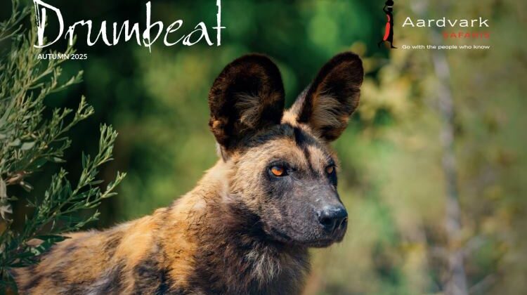 Drumbeat Newsletter Autumn 2025