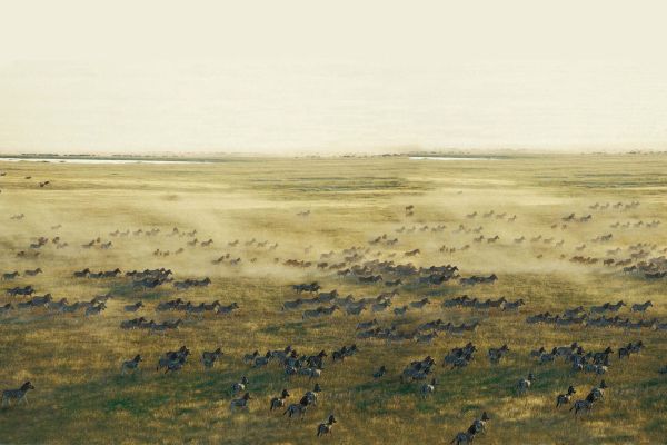 Zebra migration