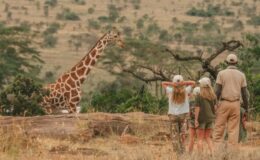 The finest African family safaris for 2026