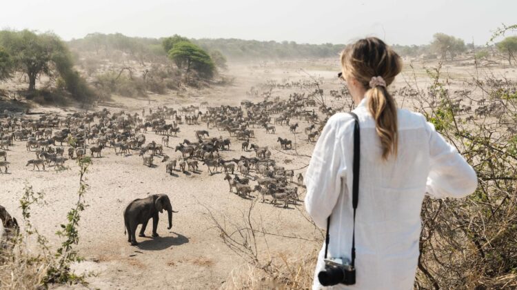 Where can I see the Zebra Migration?