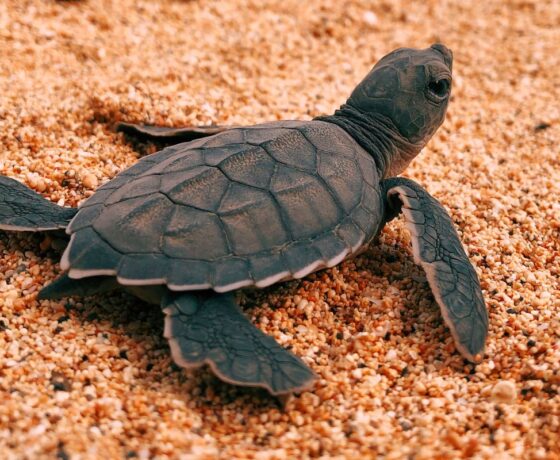 Turtle Watching