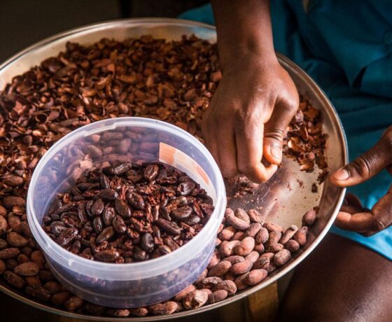 Cacao Plantation Tour