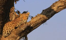 Where are the best places to go on safari in April?