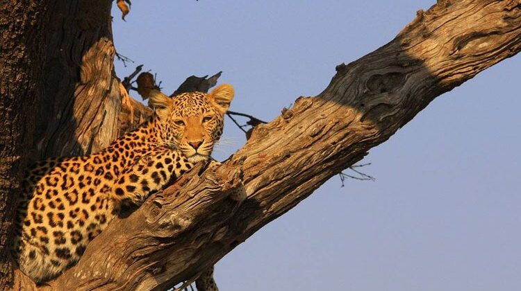 Where are the best places to go on safari in April?