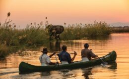 buffalo herd, Ruchomechi Camp, mana pools, Zimbabwe