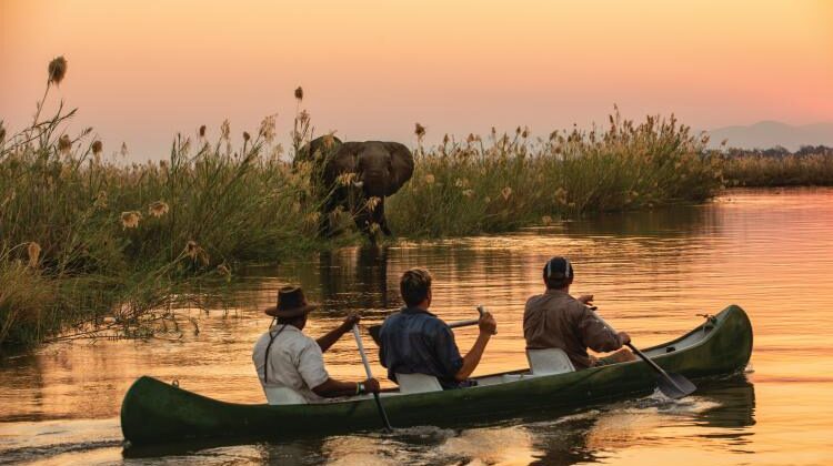 buffalo herd, Ruchomechi Camp, mana pools, Zimbabwe