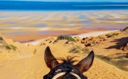 From book to beach – One Hundred and Four Horses