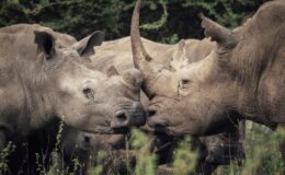 Kenya for a first-time safari