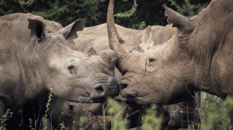 Kenya for a first-time safari