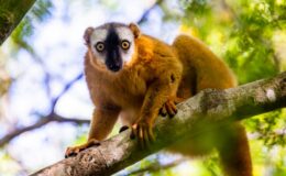 Madagascar – a biodiversity hotspot