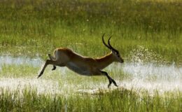 Botswana green season safari – an expert’s guide
