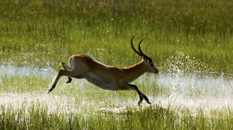 Botswana green season safari – an expert’s guide