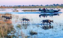 The Okavango Delta floodwaters – why wetter is better
