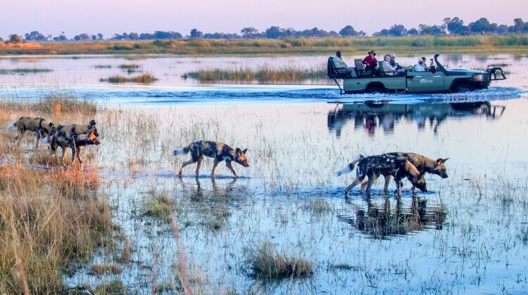 The Okavango Delta floodwaters – why wetter is better