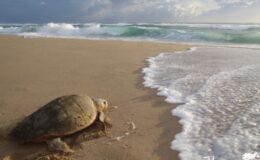 Sea turtles in Africa and the Indian Ocean – where, when and how to see them