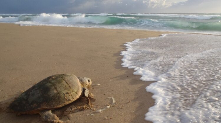 Sea turtles in Africa and the Indian Ocean – where, when and how to see them