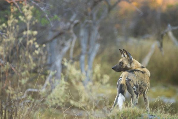 BEAGLE EXPEDITIONS - AFrican Wild Dog 600x400