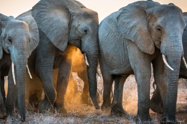 Save the Elephants