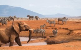 The bees that are saving Kenya’s farms and its elephants