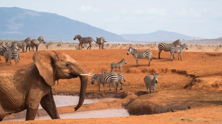 The bees that are saving Kenya’s farms and its elephants