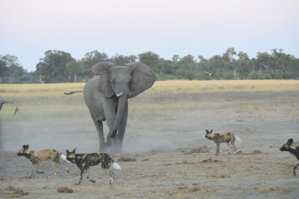 Francis' image of wild dogs annoying elephants in Botswana